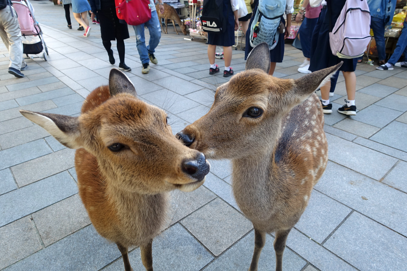 奈良-奈良公園